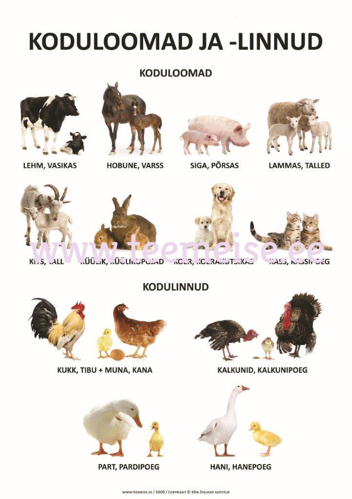 PLAKAT A1 KODULOOMAD- JA LINNUD, KÄRGPLAST