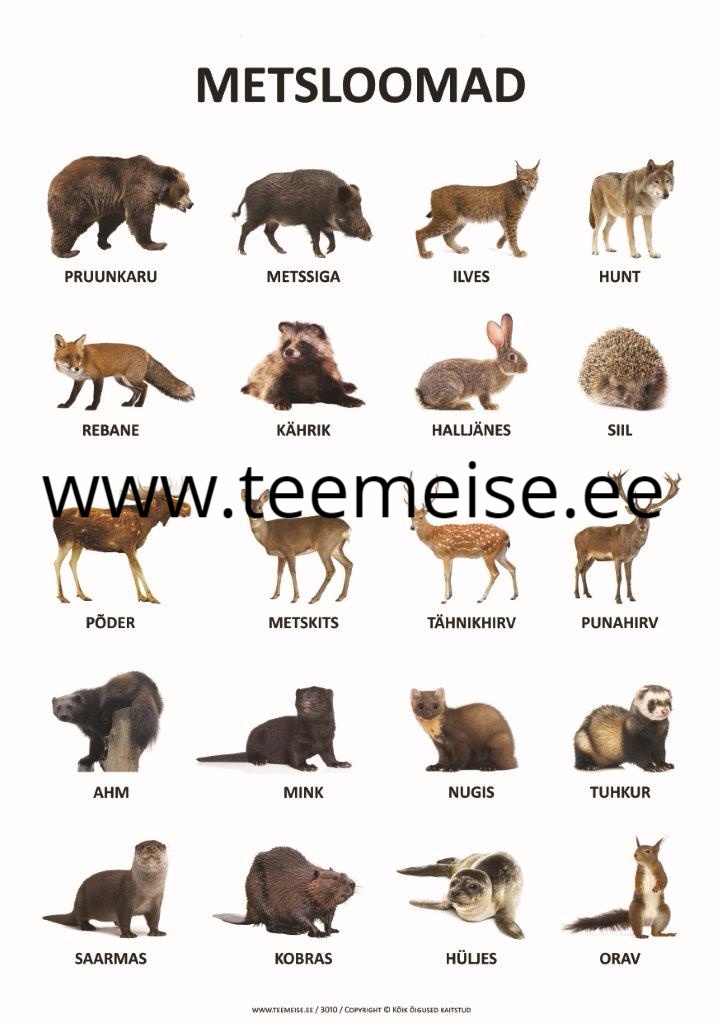 PLAKAT A1 METSLOOMAD, KÄRGPLAST/PAPP