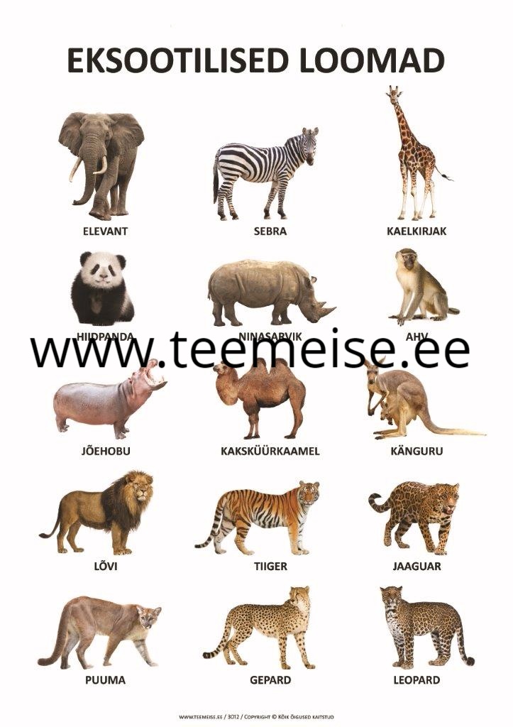 PLAKAT A1 EKSOOTILISED LOOMAD, KÄRGPLAST/PAPP