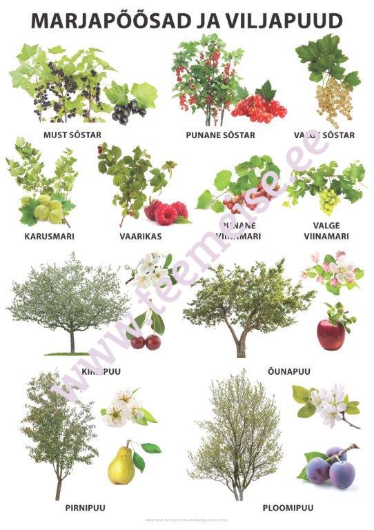 PLAKAT A1 VILJAPUUD JA MARJAPÕÕSAD, KÄRGPLAST