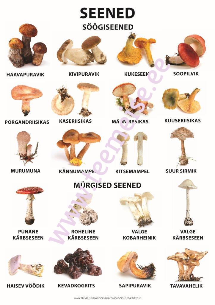 PLAKAT A1 SEENED, KÄRGPLAST