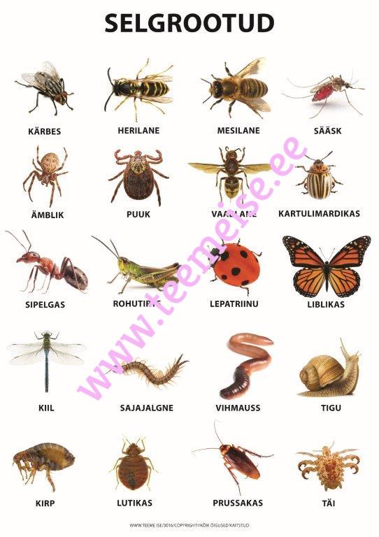 PLAKAT A1 SELGROOTUD, PAPP