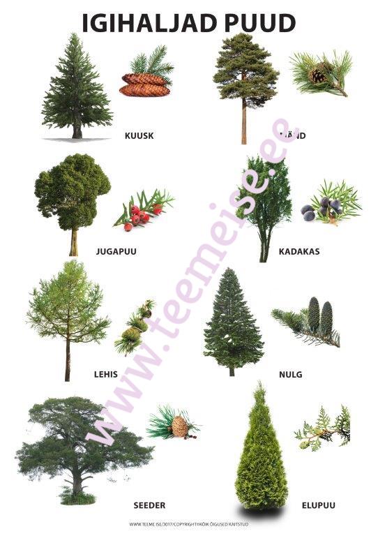 PLAKAT A1 IGIHALJAD PUUD, KÄRGPLAST