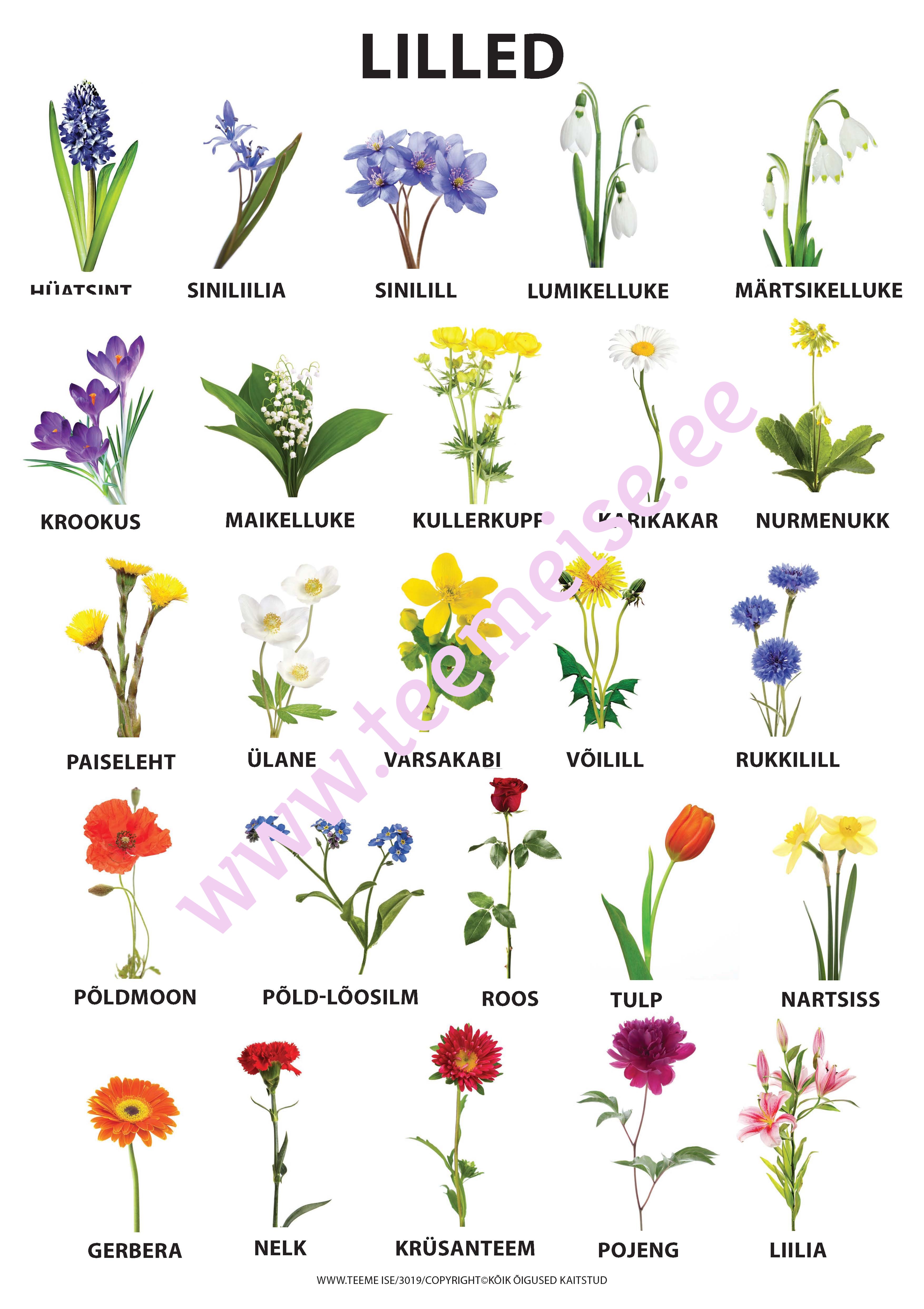 PLAKAT A1 LILLED, KÄRGPLAST/PAPP