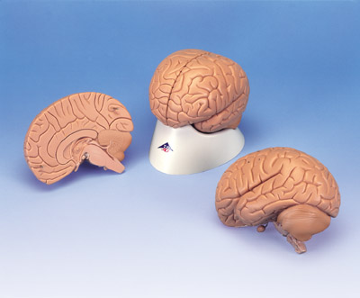 AJU MUDEL, 2-OSALINE